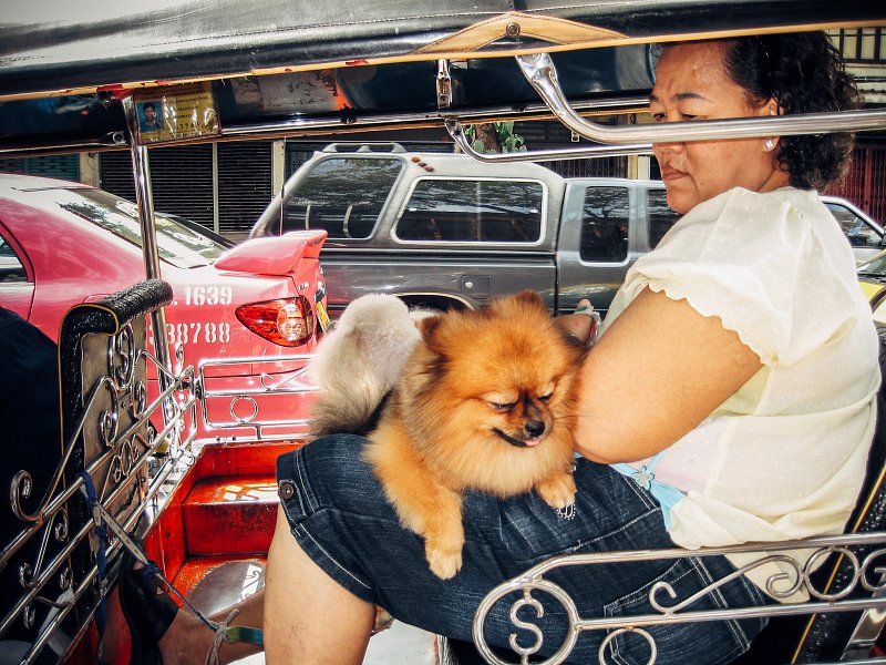 Lady and Dog in a Tuk Tuk