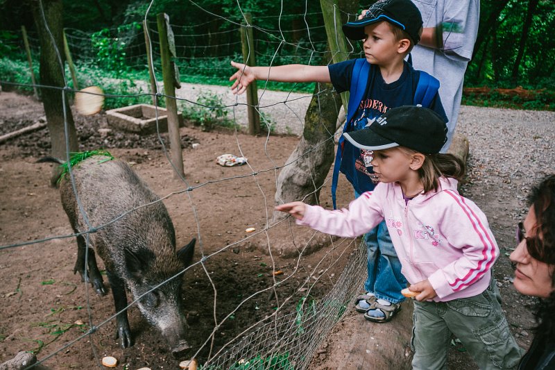 Feed the wild boars